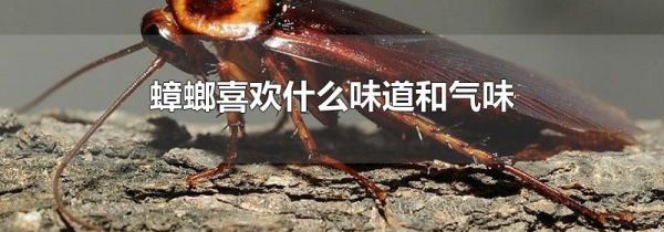 蟑螂喜欢什么味道和气味