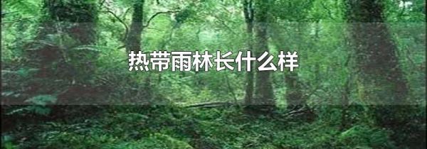 热带雨林长什么样