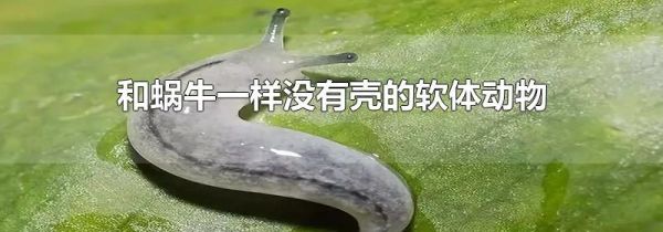 和蜗牛一样没有壳的软体动物