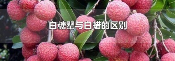 白糖罂与白蜡的区别