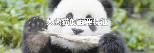 大熊猫的主要特征