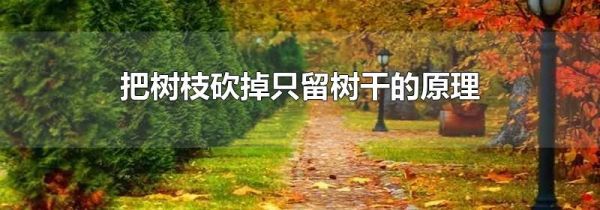 把树枝砍掉只留树干的原理