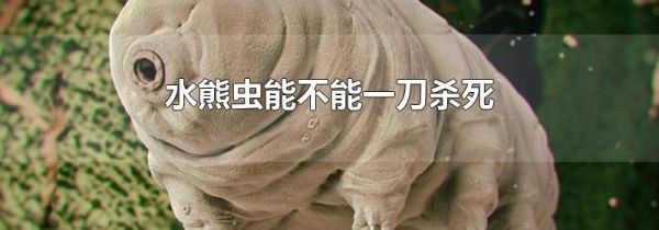 水熊虫能不能一刀杀死
