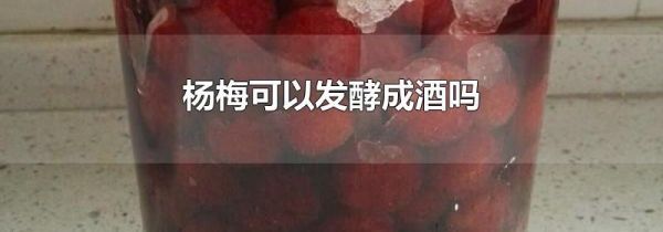 杨梅可以发酵成酒吗