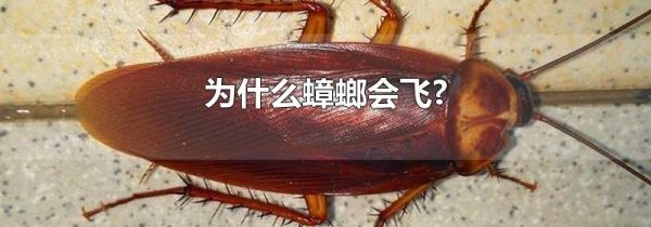 为什么蟑螂会飞?