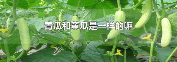 青瓜和黄瓜是一样的嘛