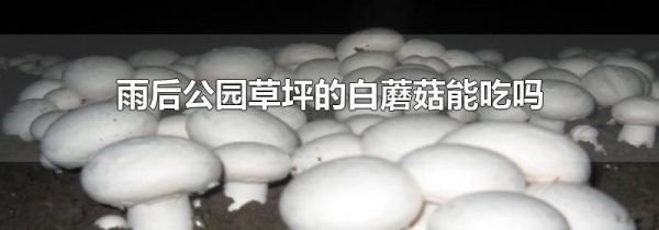 雨后公园草坪的白蘑菇能吃吗