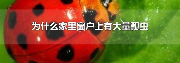 为什么家里窗户上有大量瓢虫