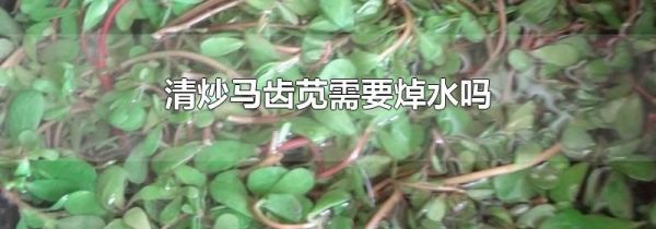 清炒马齿苋需要焯水吗