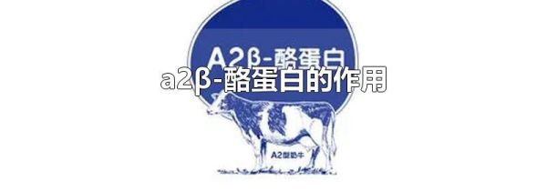 a2β-酪蛋白的作用