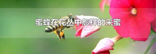 蜜蜂在花丛中怎样的采蜜