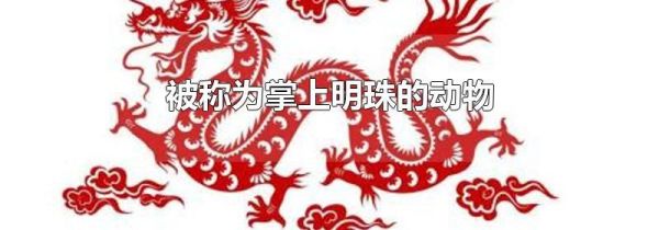 被称为掌上明珠的动物