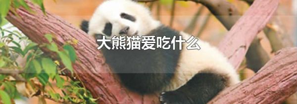大熊猫爱吃什么