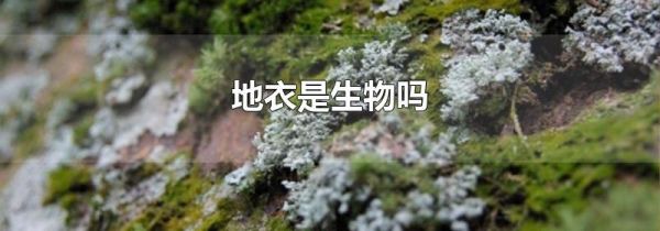 地衣是生物吗