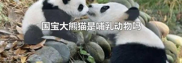 国宝大熊猫是哺乳动物吗