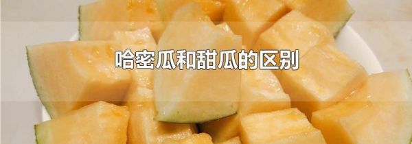 哈密瓜和甜瓜的区别