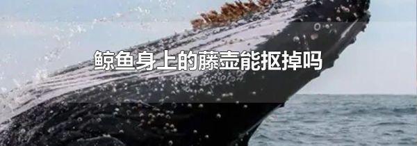 鲸鱼身上的藤壶能抠掉吗
