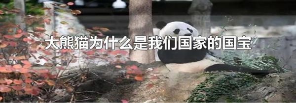 大熊猫为什么是我们国家的国宝