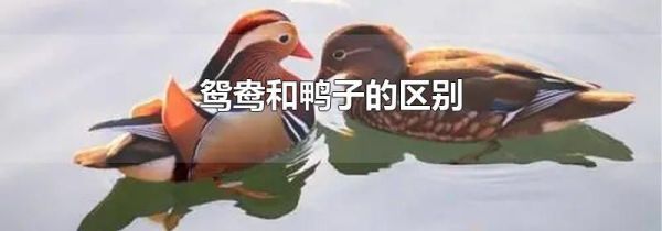 鸳鸯和鸭子的区别