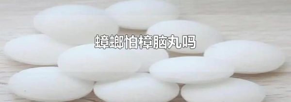 蟑螂怕樟脑丸吗