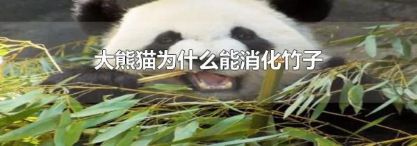 大熊猫为什么能消化竹子