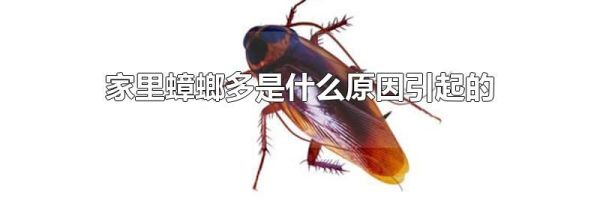 家里蟑螂多是什么原因引起的