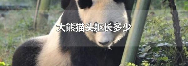 大熊猫头躯长多少
