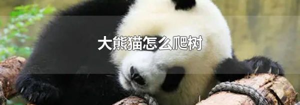 大熊猫怎么爬树