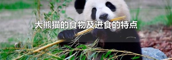 大熊猫的食物及进食的特点