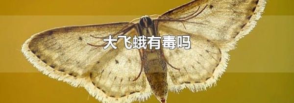 大飞蛾有毒吗