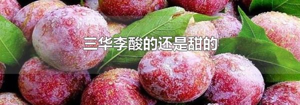 三华李酸的还是甜的