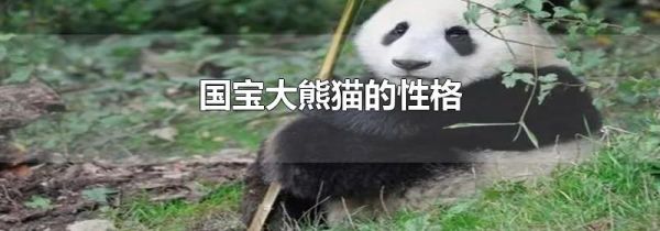 国宝大熊猫的性格