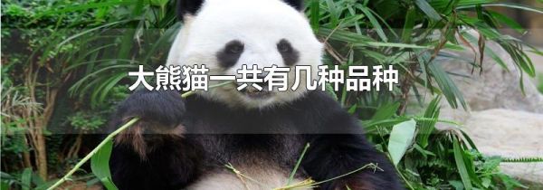大熊猫一共有几种品种