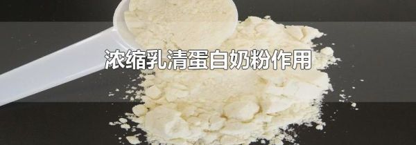 浓缩乳清蛋白奶粉作用