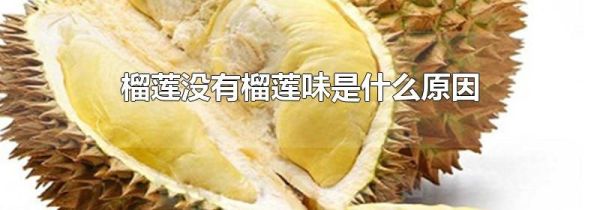 榴莲没有榴莲味是什么原因