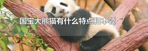 国宝大熊猫有什么特点和本领