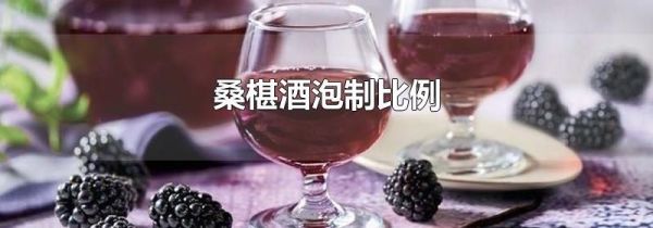 桑椹酒泡制比例