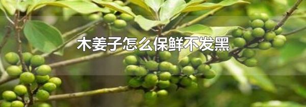 木姜子怎么保鲜不发黑