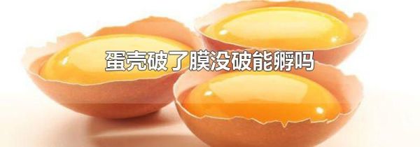 蛋壳破了膜没破能孵吗
