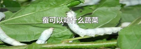 蚕可以吃什么蔬菜