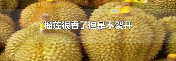 榴莲很香了但是不裂开