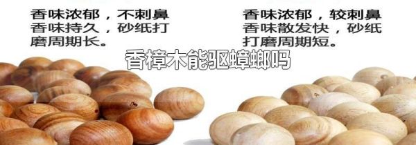香樟木能驱蟑螂吗