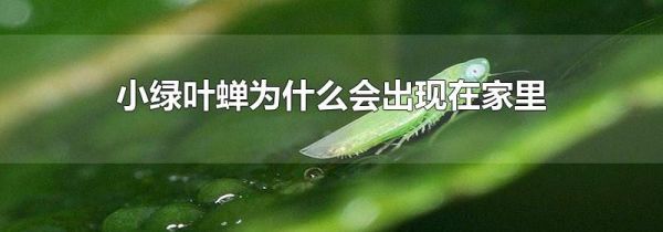 小绿叶蝉为什么会出现在家里