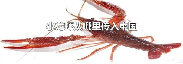小龙虾从哪里传入中国