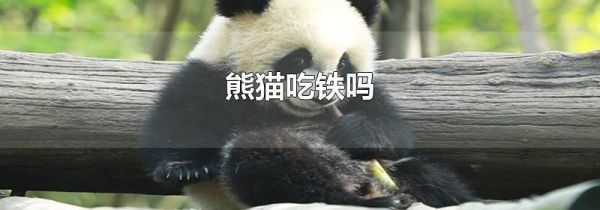熊猫吃铁吗