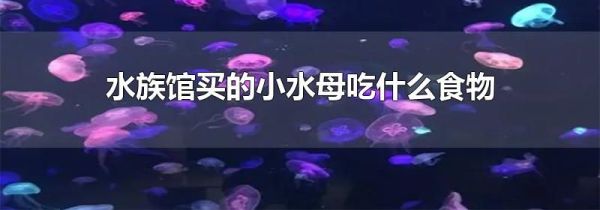 水族馆买的小水母吃什么食物
