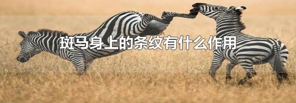 斑马身上的条纹有什么作用