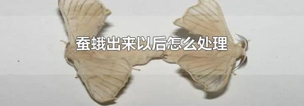 蚕蛾出来以后怎么处理