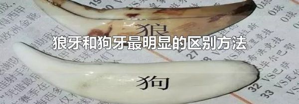 狼牙和狗牙最明显的区别方法