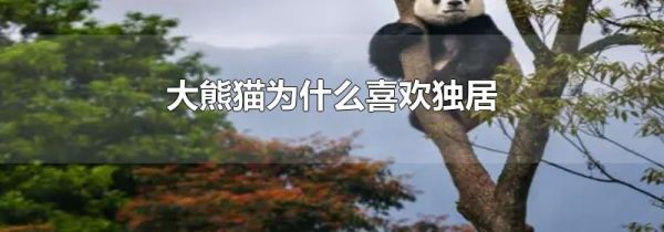 大熊猫为什么喜欢独居